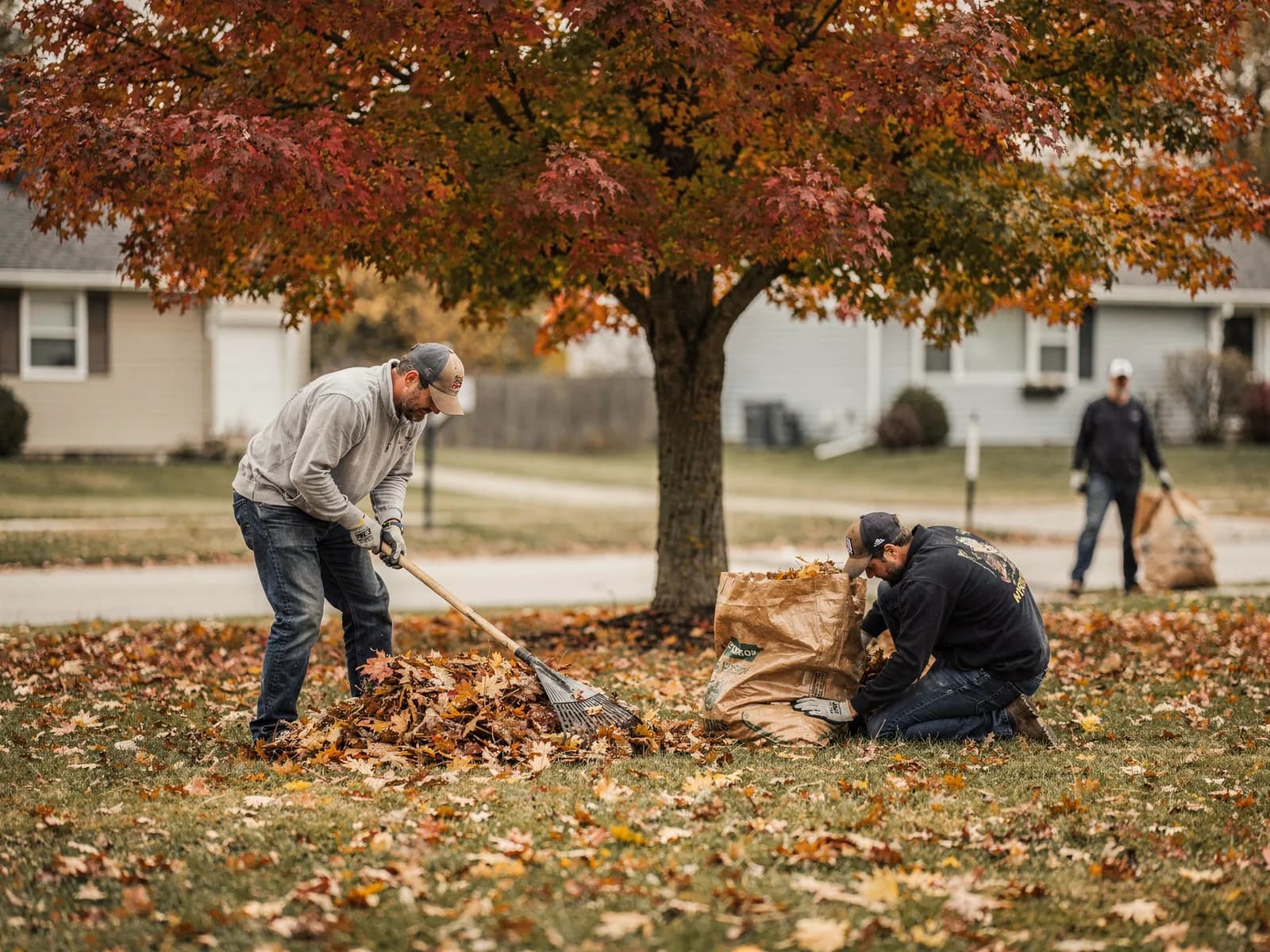Crew raking and bagging autumn leaves from a lawn under a large maple tree